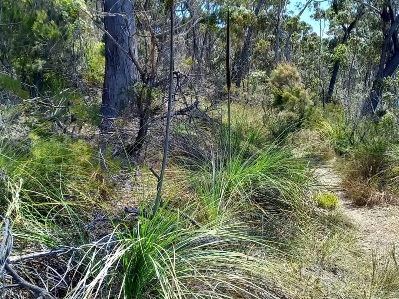 Archetypal Aussie Bush Feature